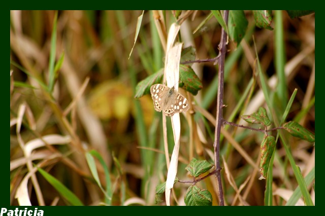 papillon dans nature 08210